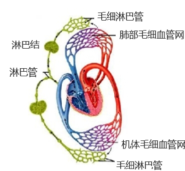 淋巴瘤重在预防，疏通排毒是关键！